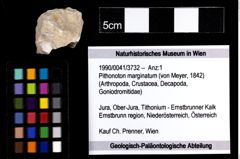 Foto (Objekt + Etiketten) von Pithonoton marginatum (von Meyer, 1842) 